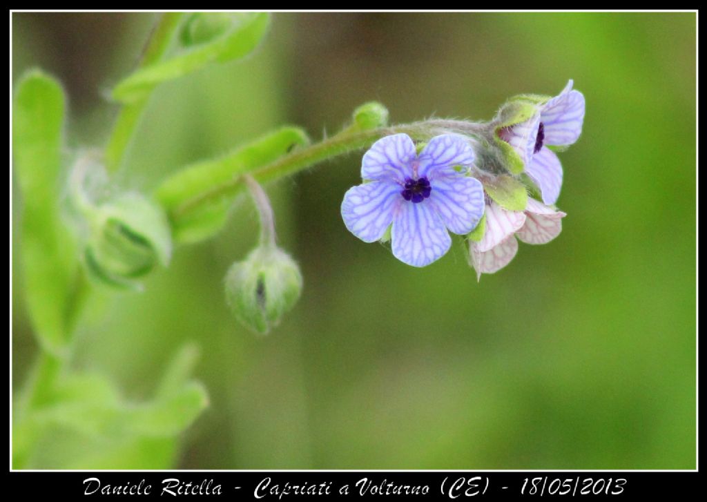 Capriati a Volturno (CE) - Cynoglossum creticum